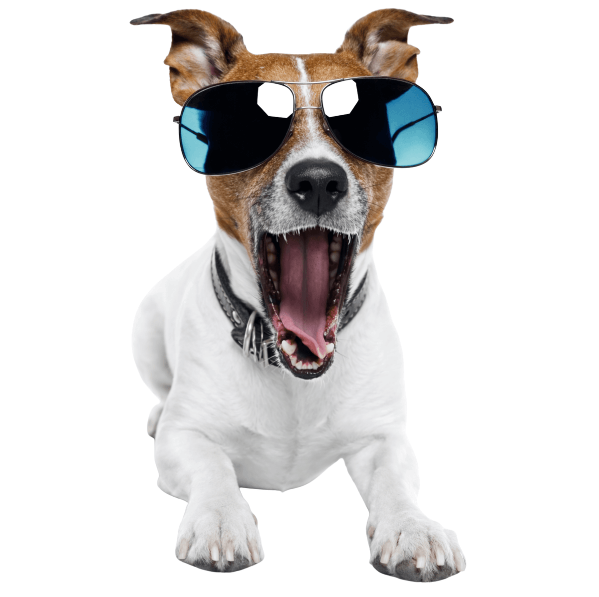 Dog Dental Cleaning