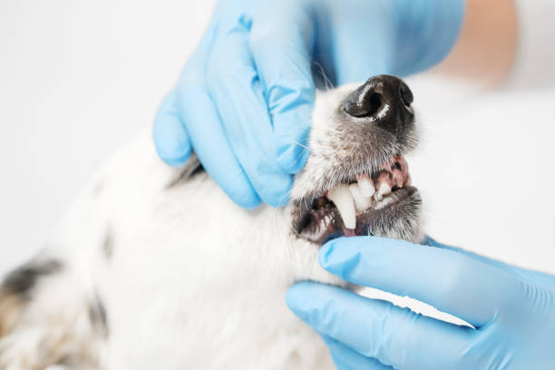 Dog Dental Check