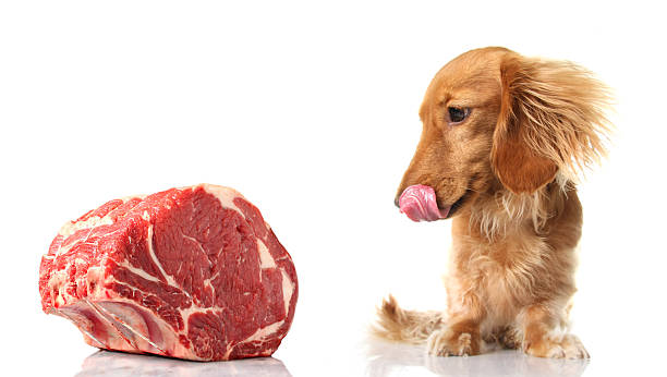 Top 5 Things You Must Do to Keep Your Pet's Dental Health in Tip-Top Condition