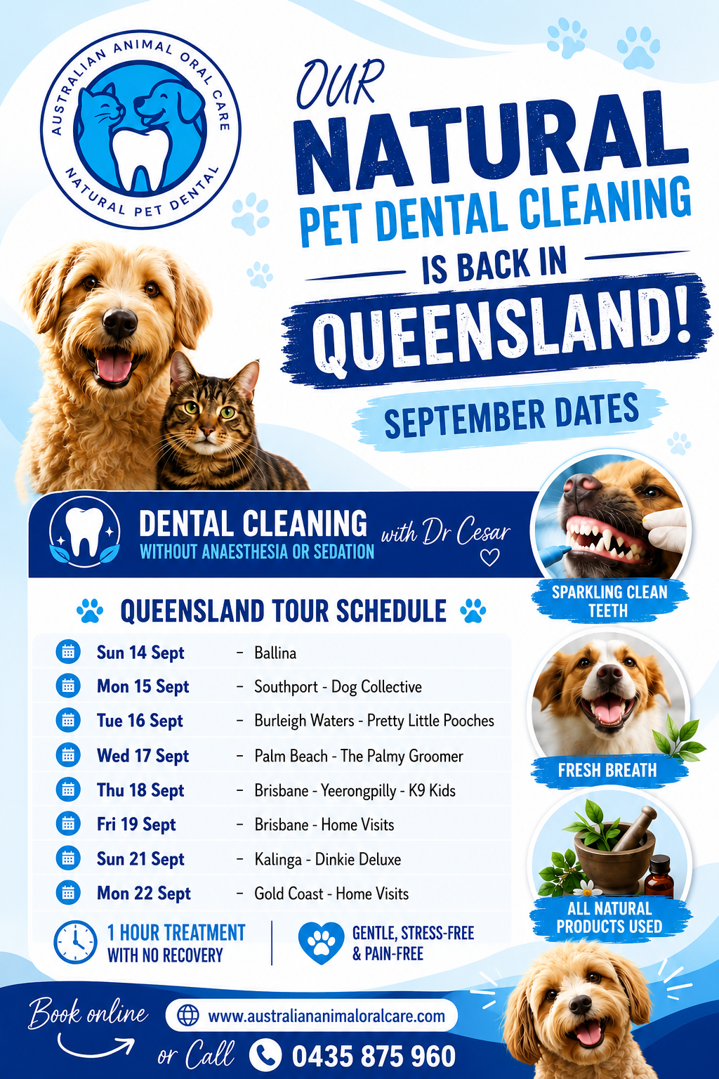 Queensland Pet Dental Clinic - September