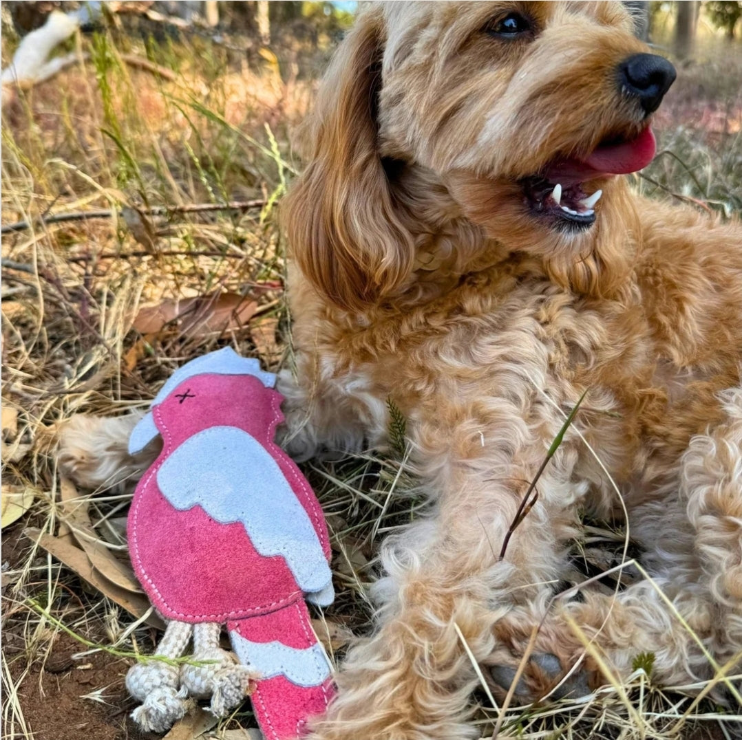 Galah Dental Chew Toy