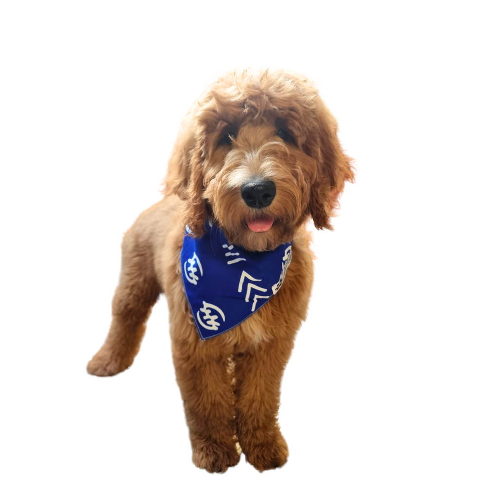 African Dog Bandana