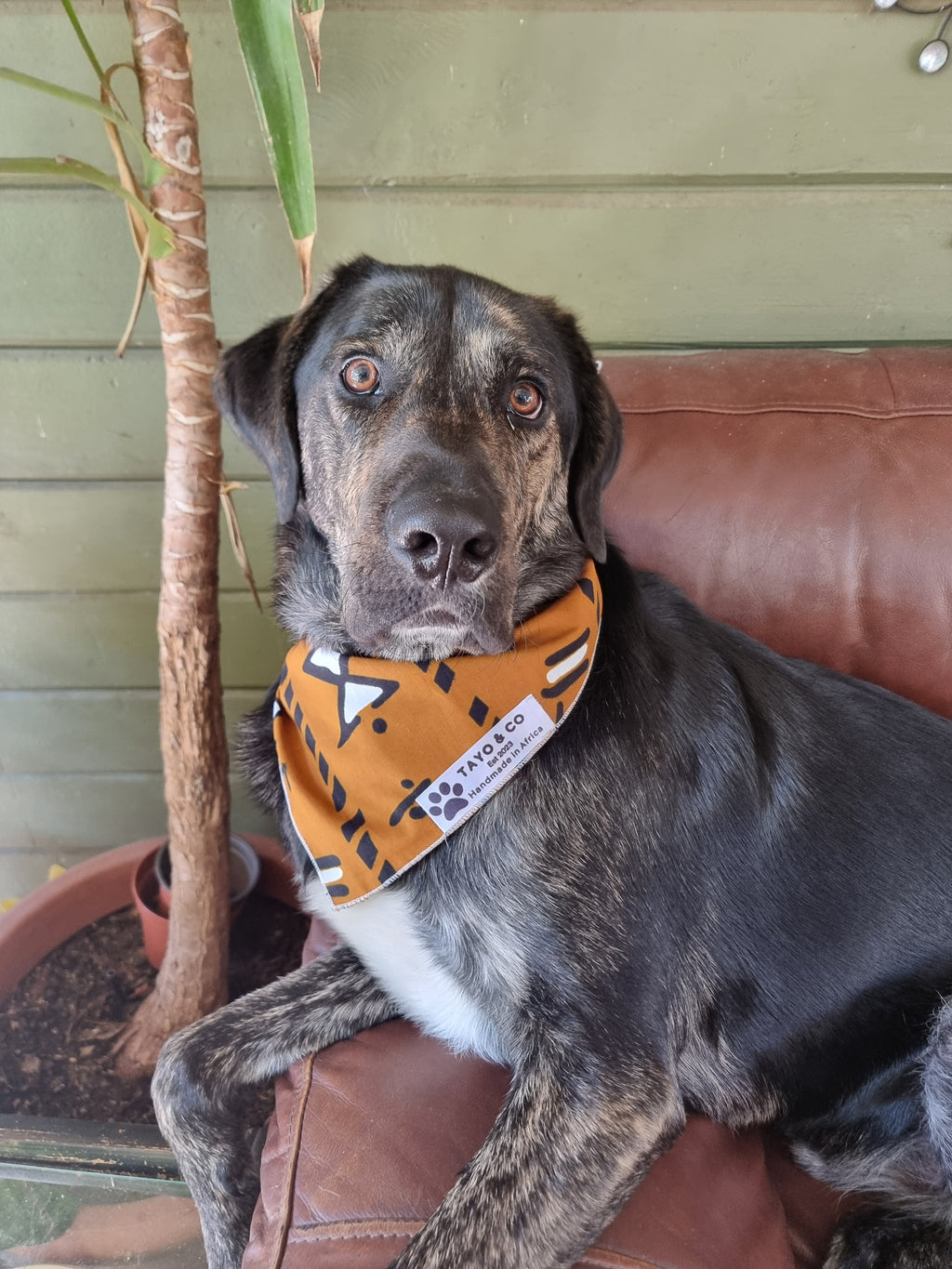 African Dog Bandana
