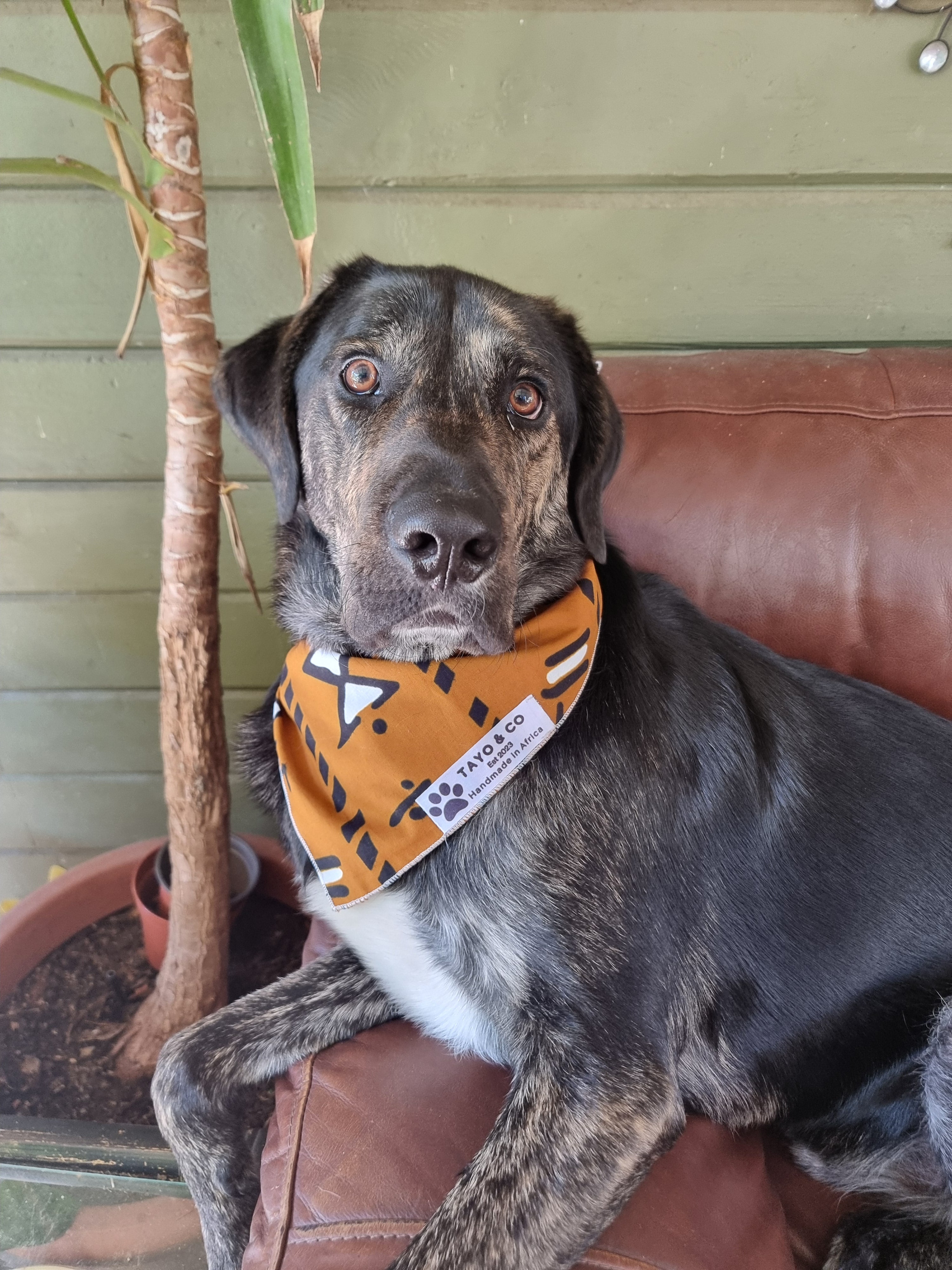 African Dog Bandana