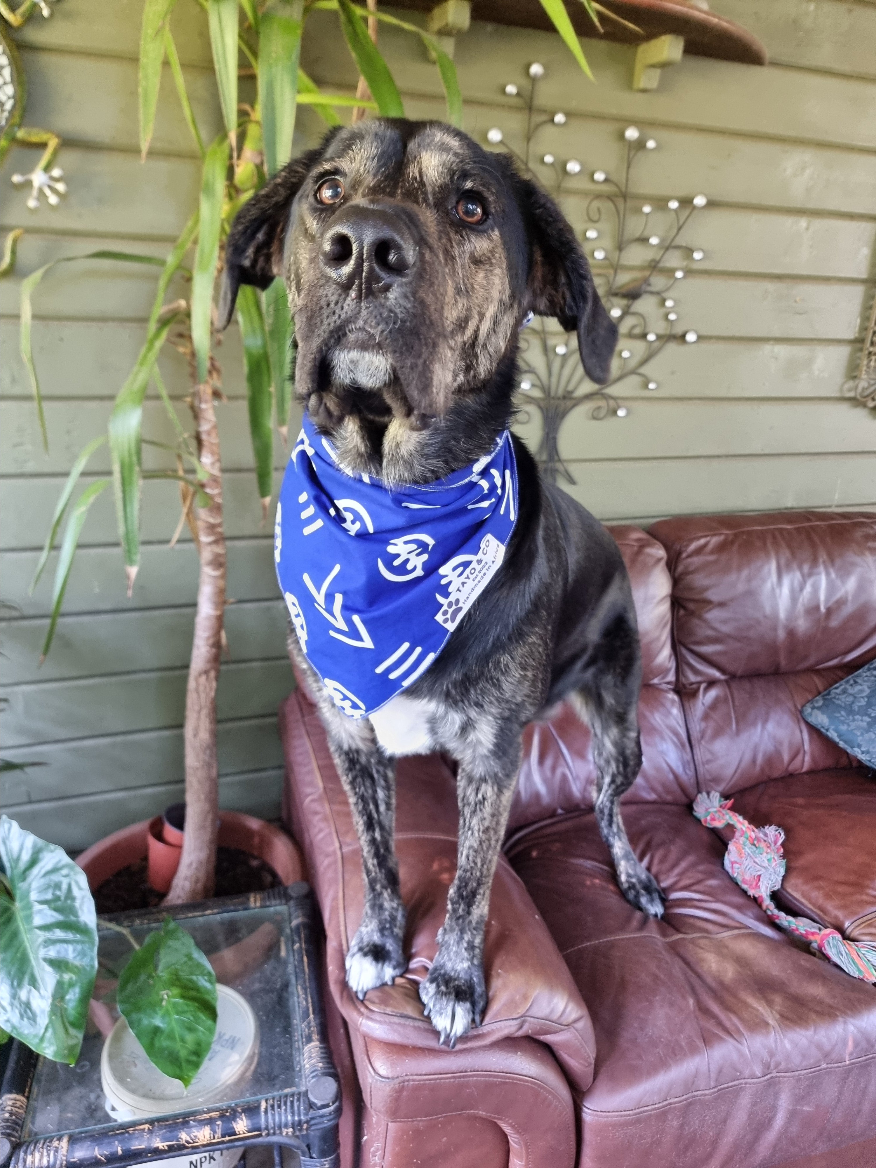 African Dog Bandana