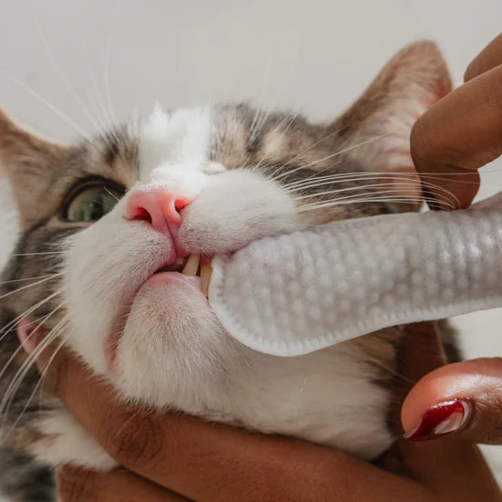 AAOC pet finger dental wipes with cat