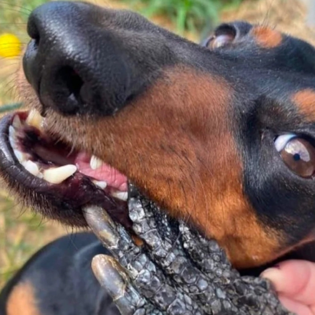 Crocodile Feet Chews 