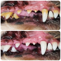 Dental Clean & Scale