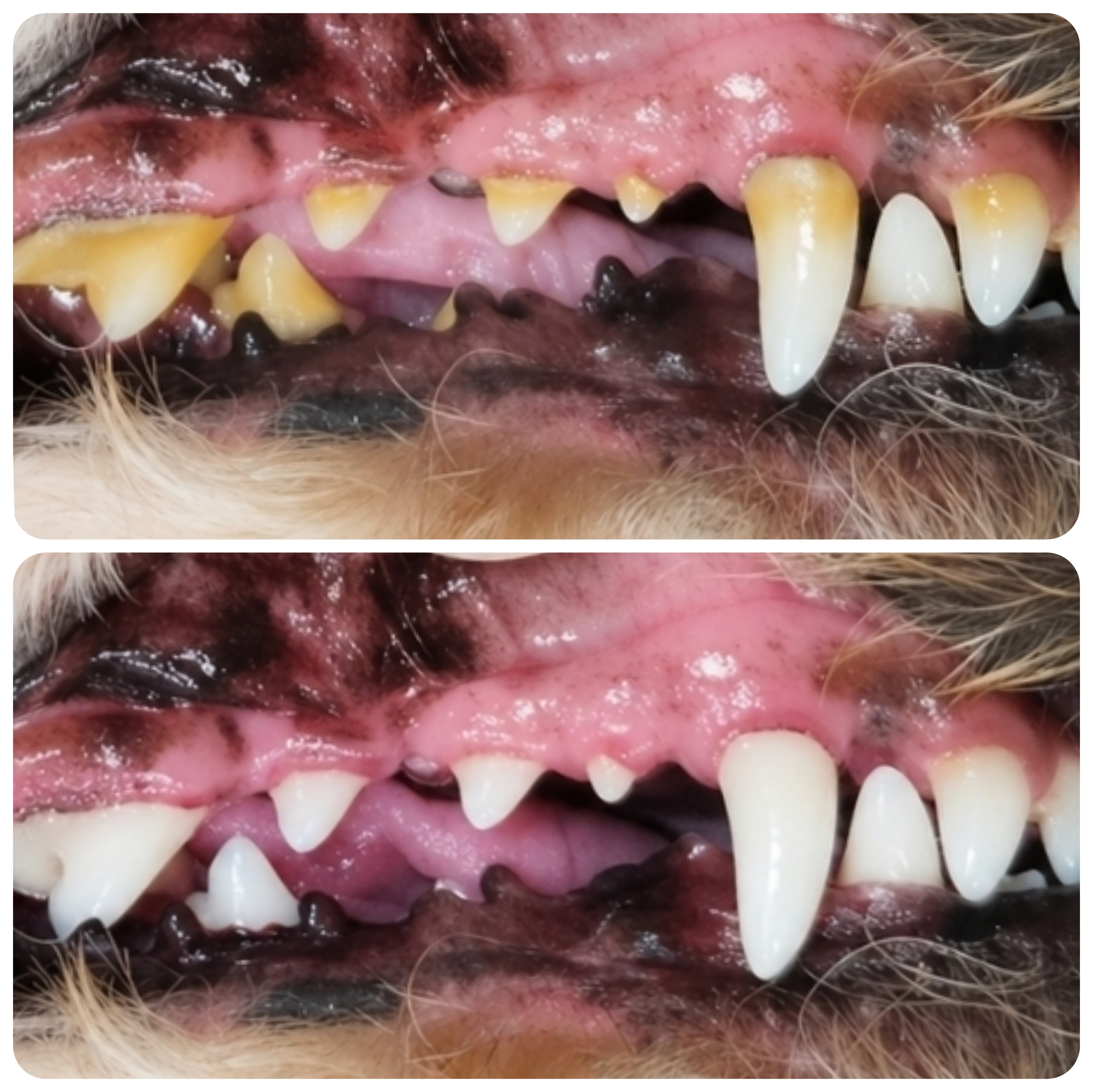 Dental Clean & Scale