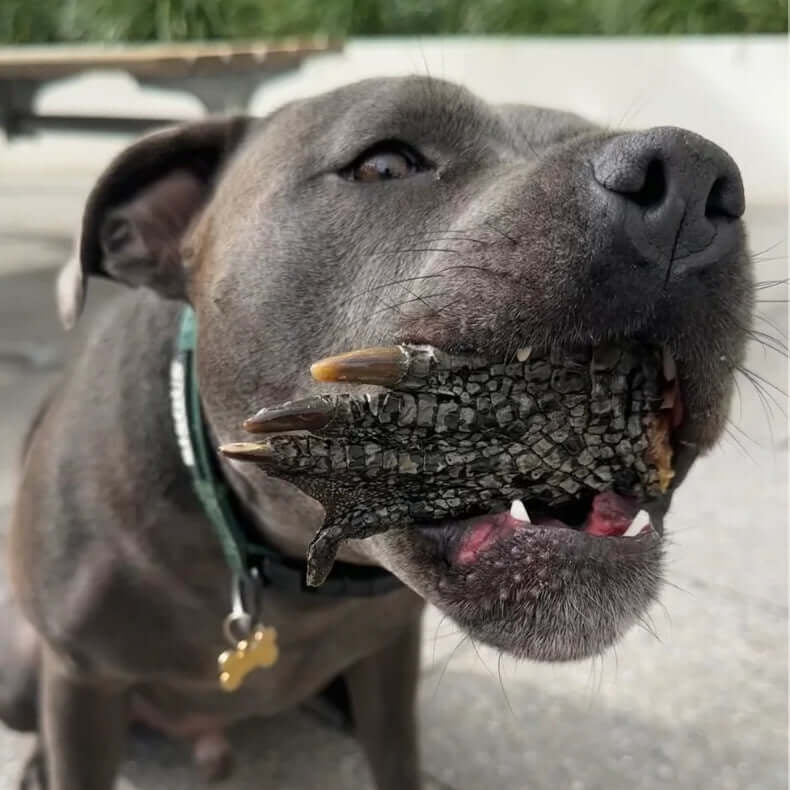 Crocodile Feet Chews 