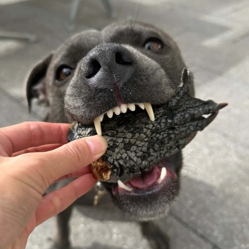 Crocodile Feet Chews 
