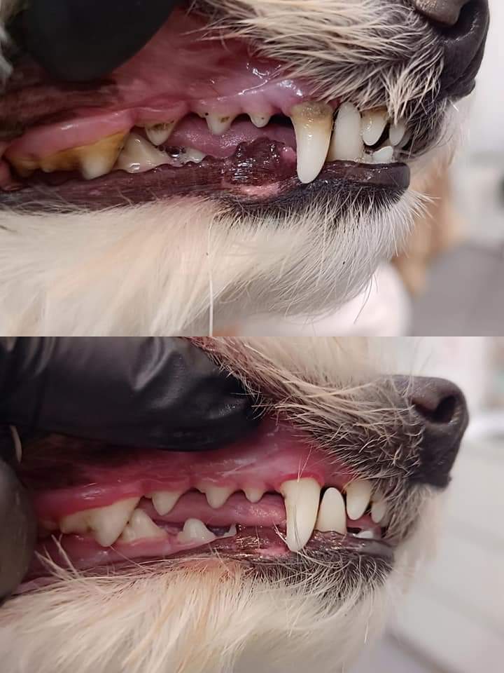 Mirapet Ultrasound
