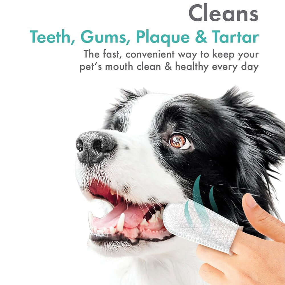 Pet Finger Tip Wipes for cleaning teeth