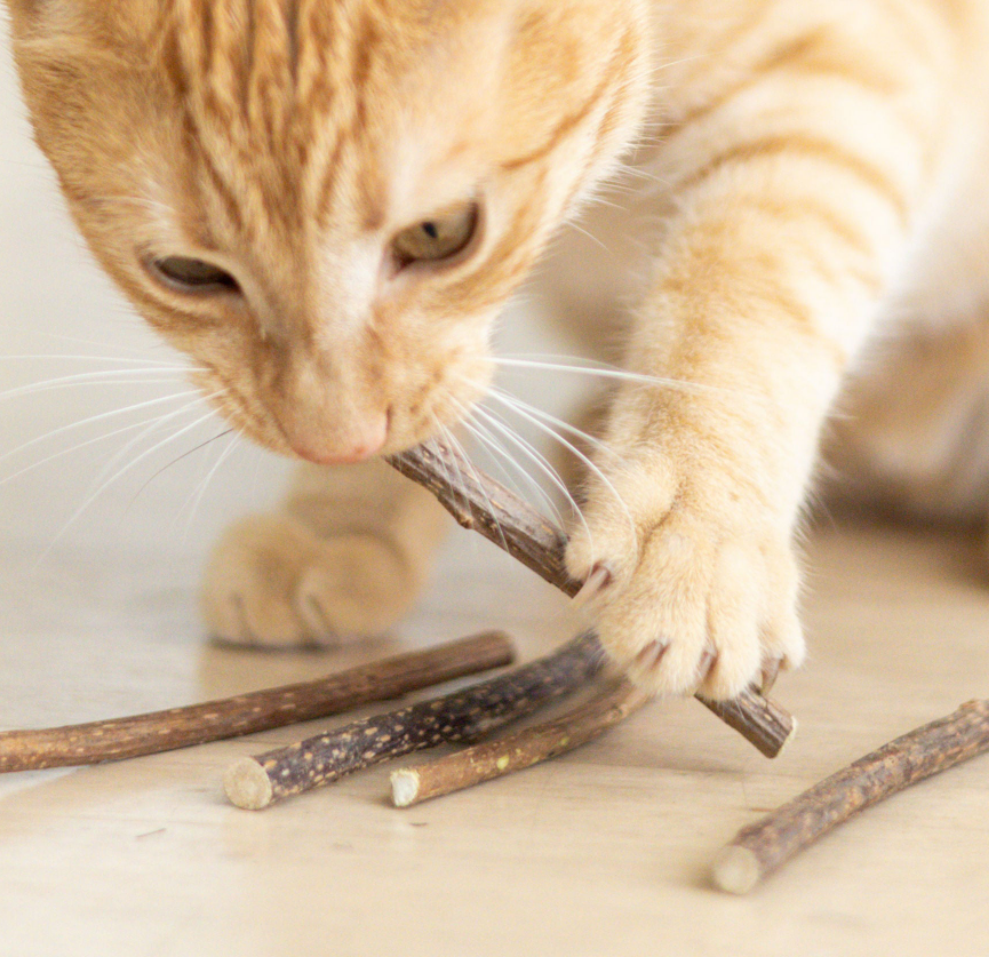 Matatabi Dental Chew Cats