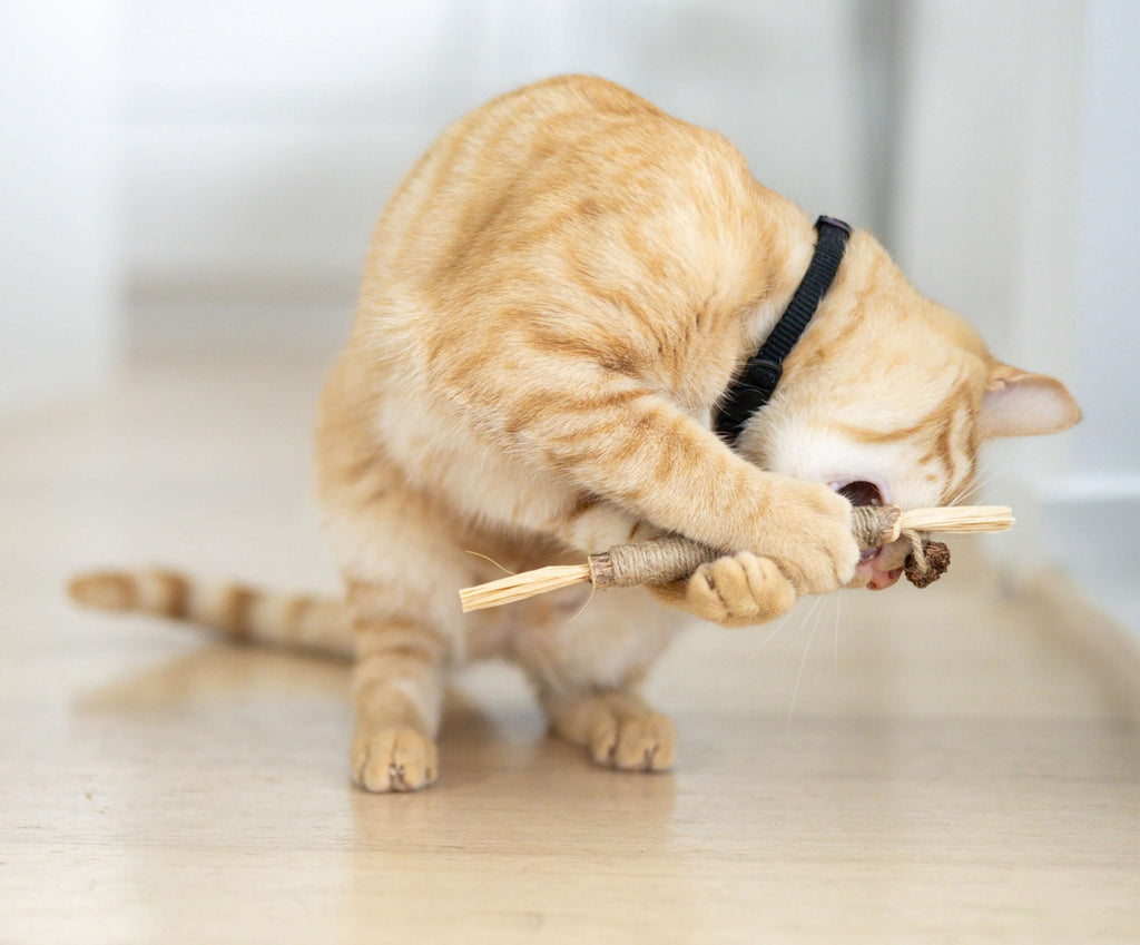Silvervine Dental Chew