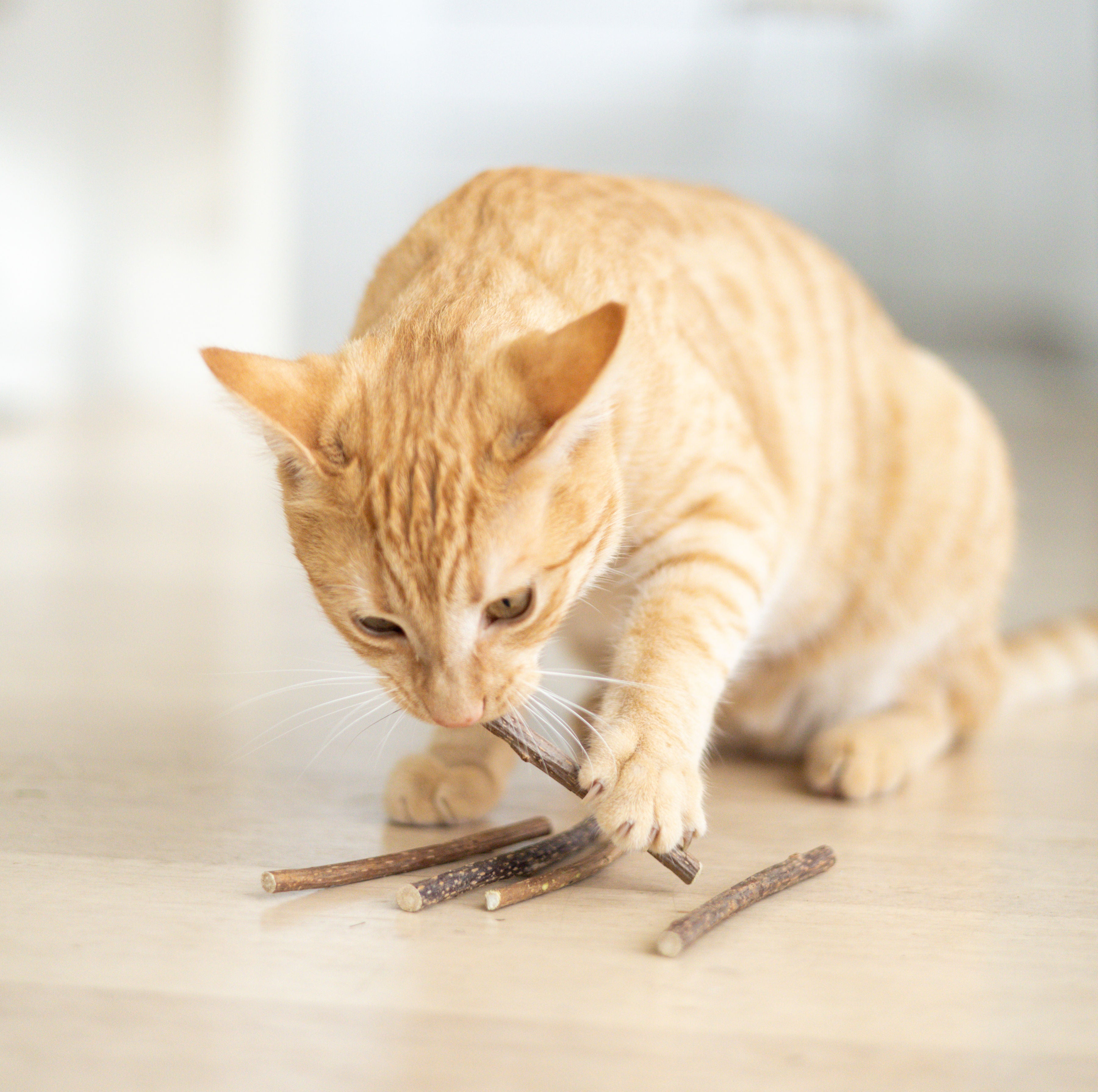 Matatabi Dental Stick