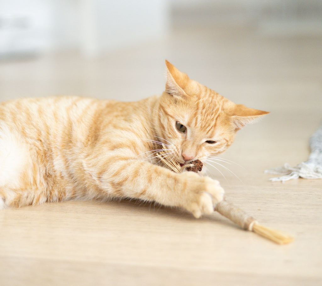 Silvervine Dental Chew