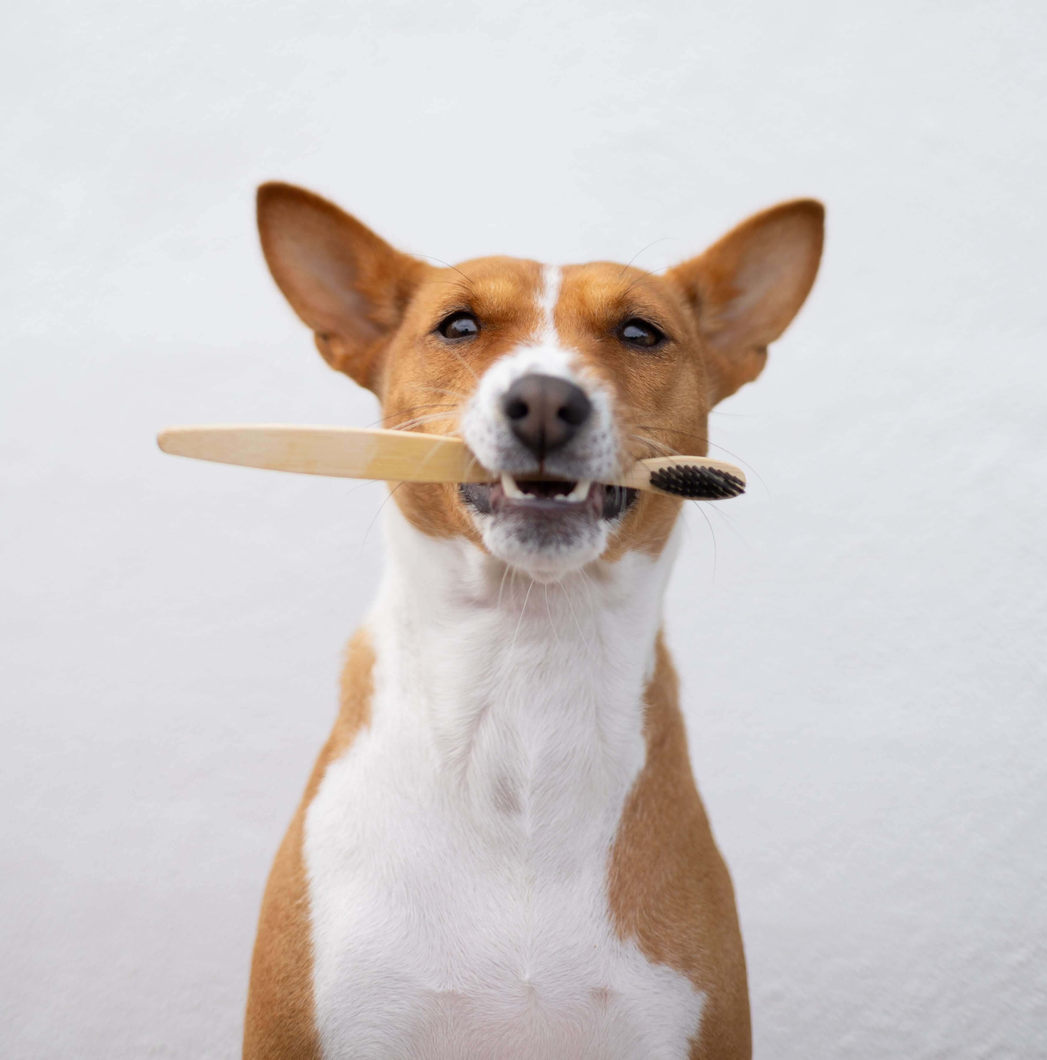 Pet Toothbrush - Bamboo