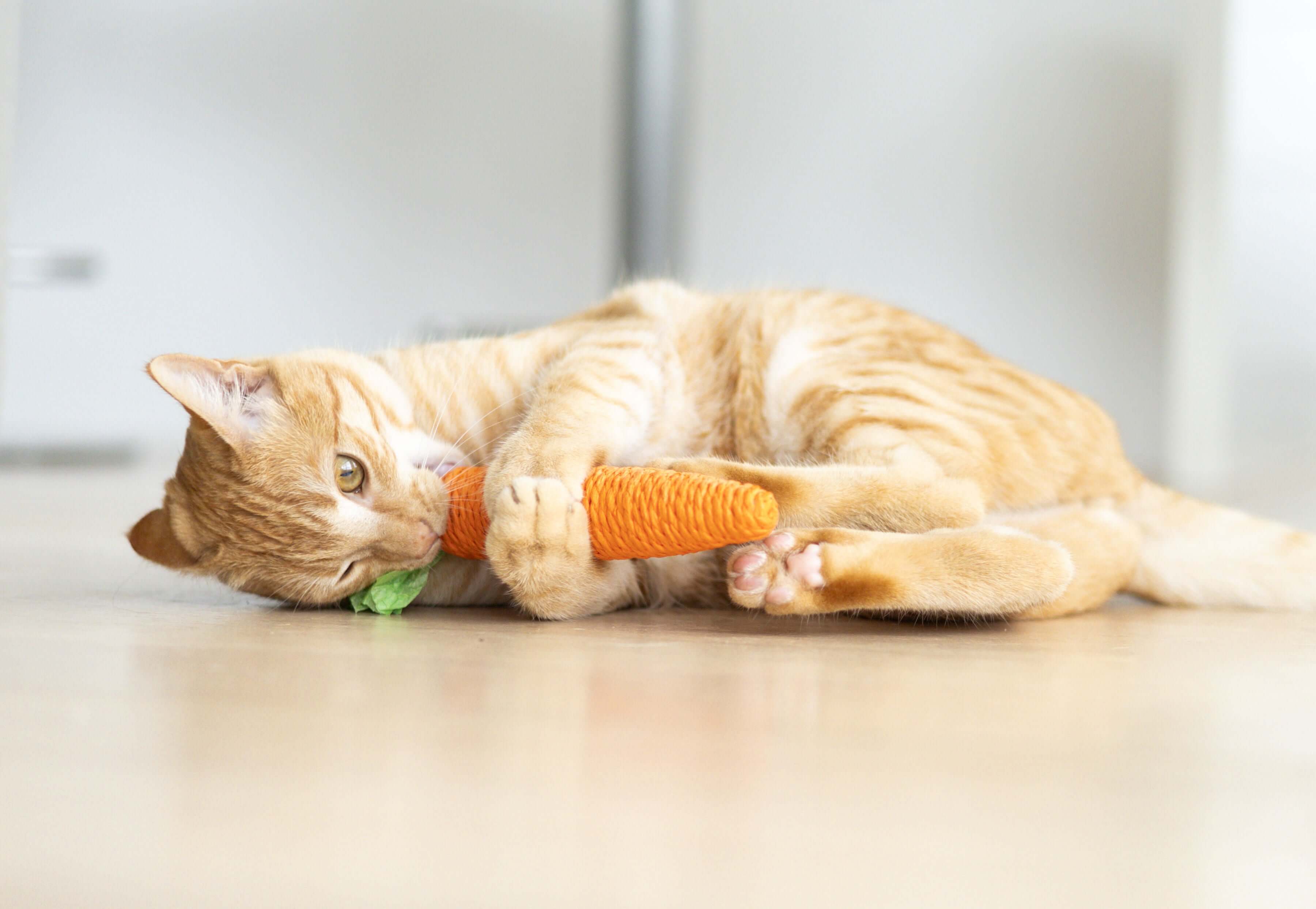 Cat Toothbrush - Round head