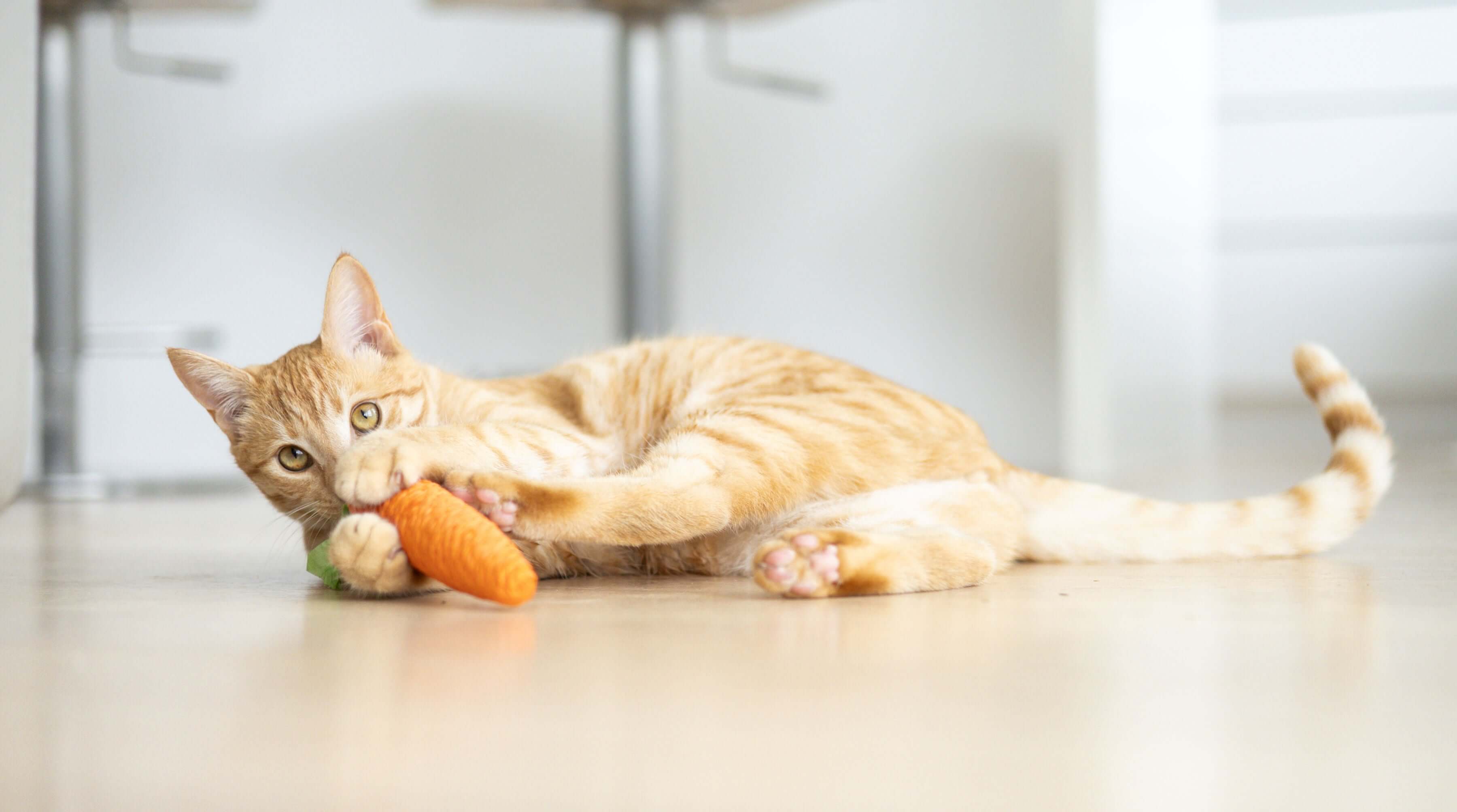 Cat Toothbrush - Round head