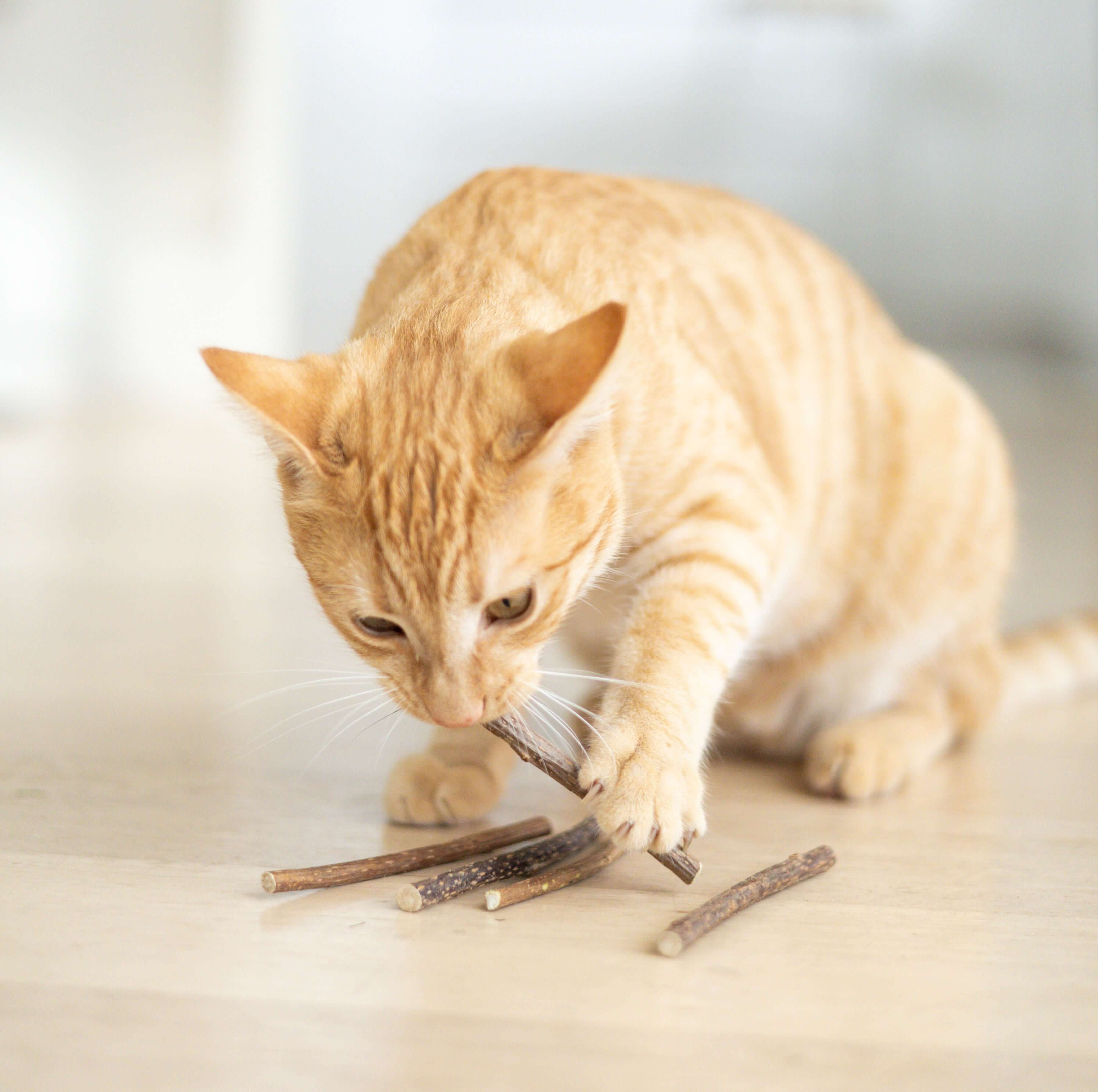 Matatabi Dental Stick
