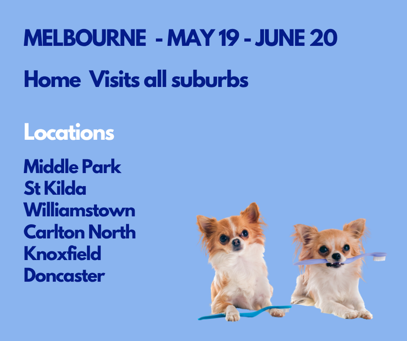 Dog Teeth Cleaning Melbourne