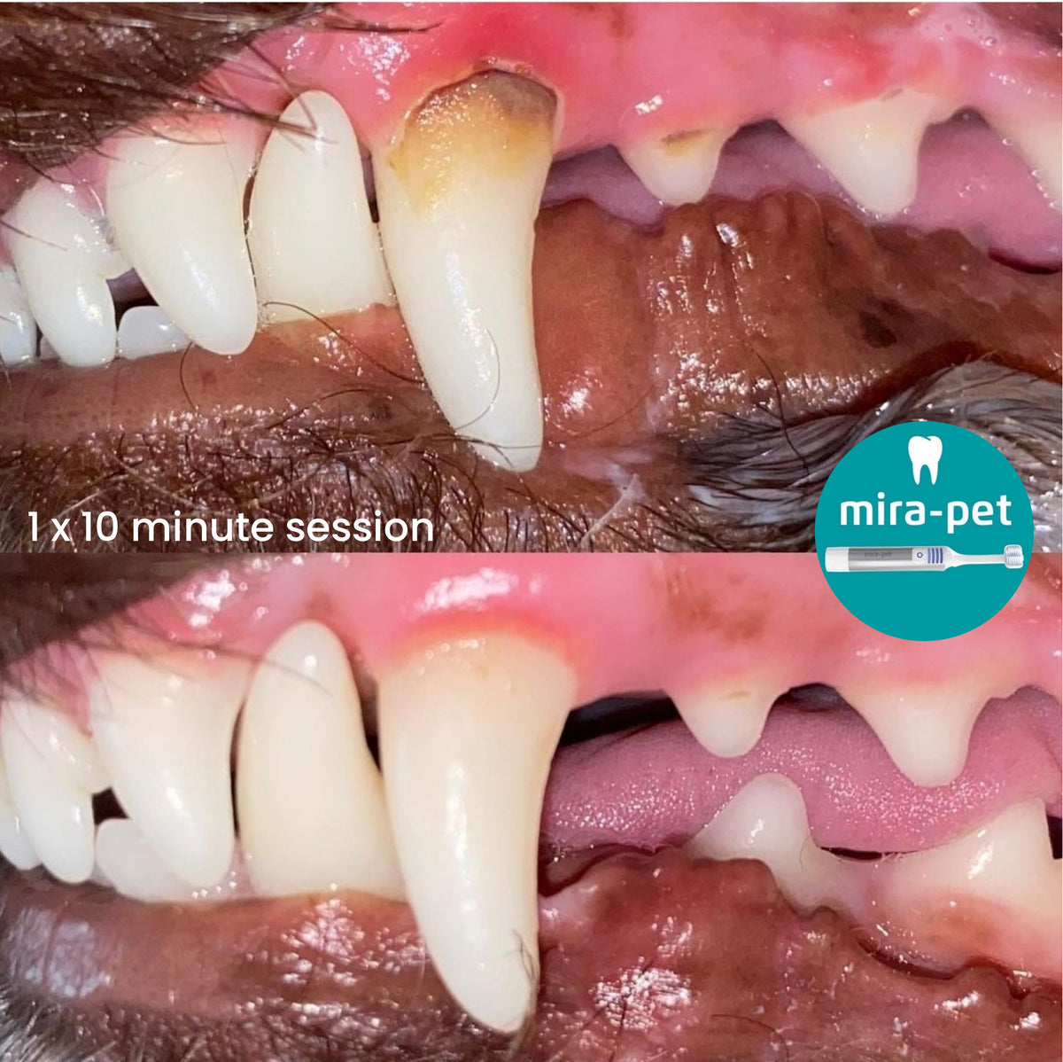 Australian Animal Oral Care - Pet Dental & Health Products