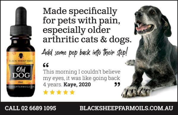 Old Dog Hemp Oil