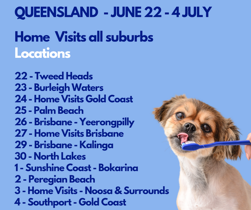 Dog Teeth Cleaning Queensland