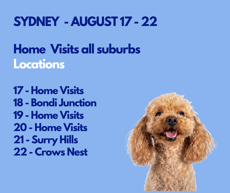 Dog Teeth Cleaning Sydney