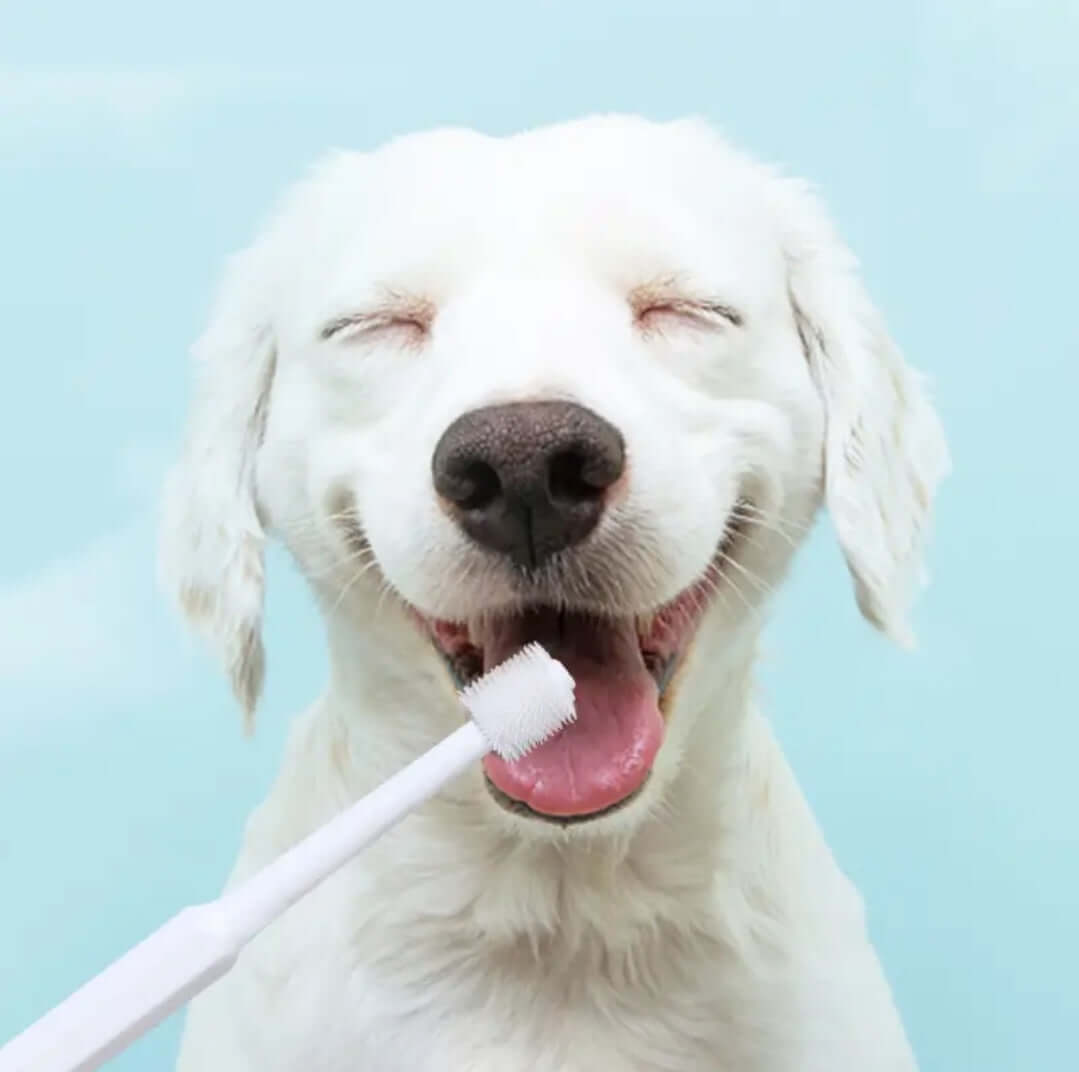 Dog Toothbrush - Round head