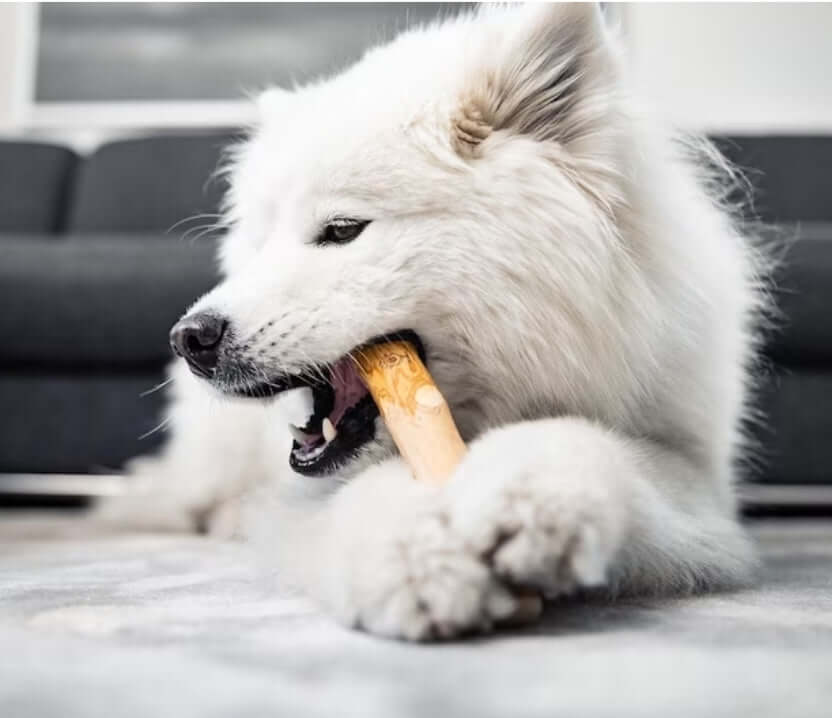Dog Chewing Coffee Wood Dental Chew