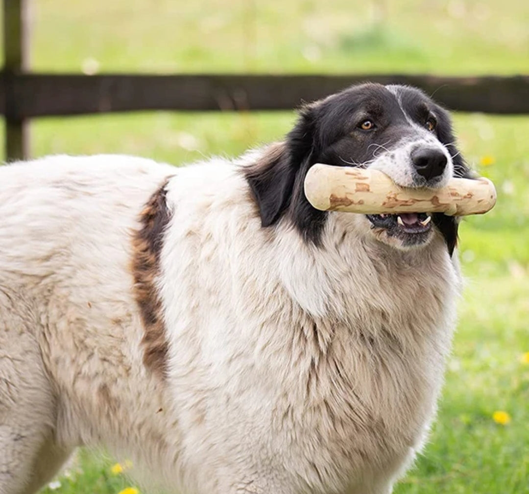Dog Chewing Coffee Wood Dental Chew