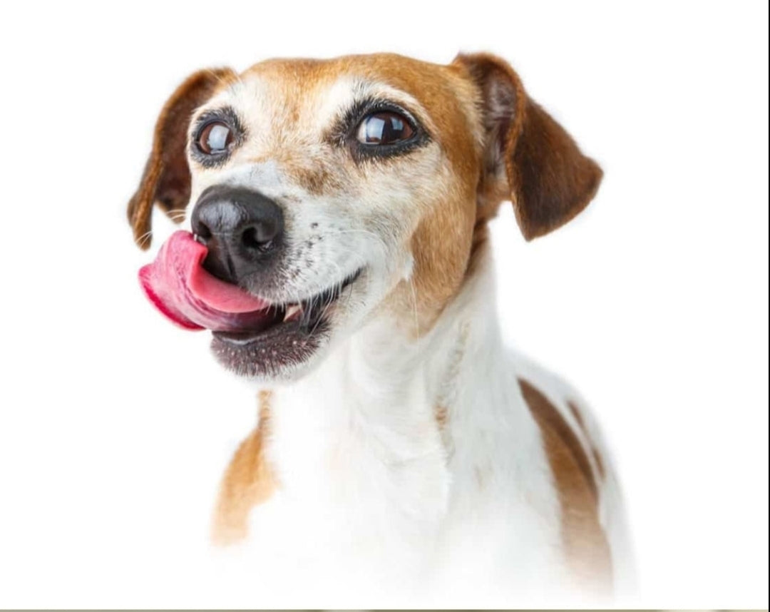 Shark Skin Dental Chews for Dogs