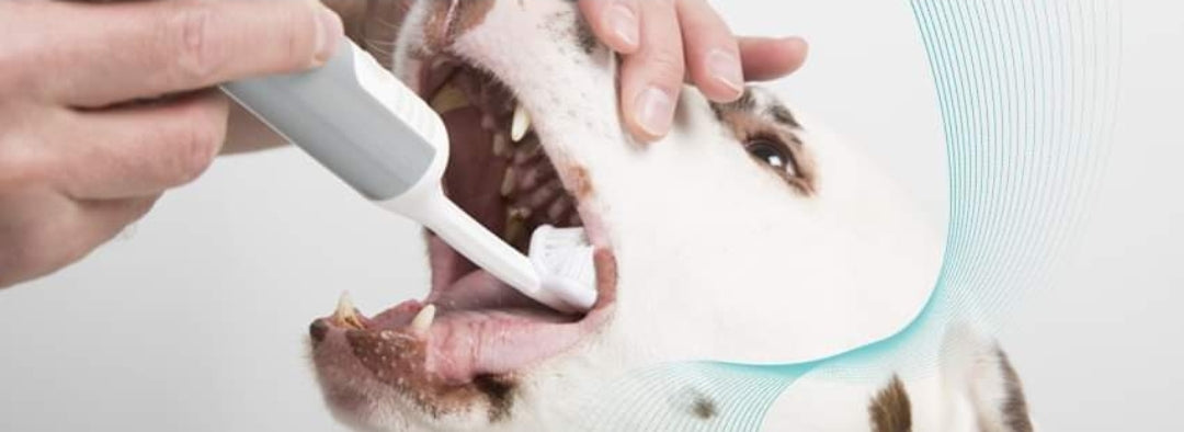 Mirapet Ultrasound