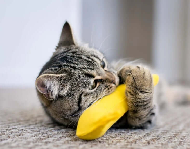 Banana Cat Nip toy for Cats
