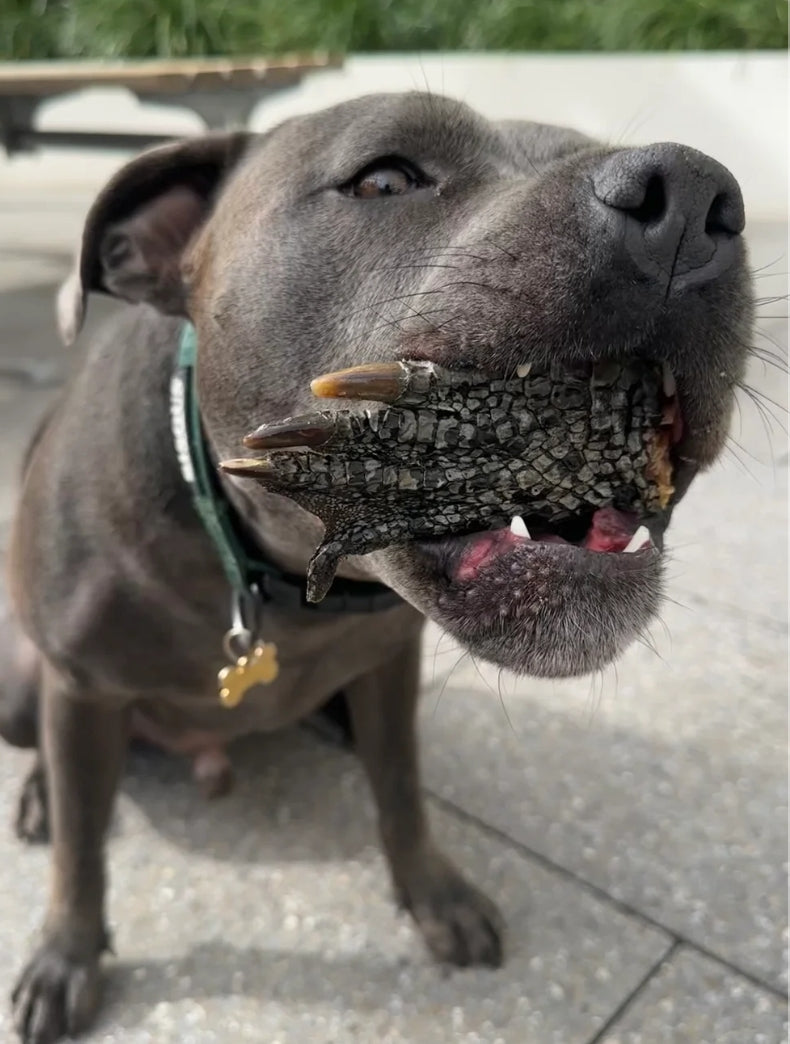 Crocodile Feet Chews 