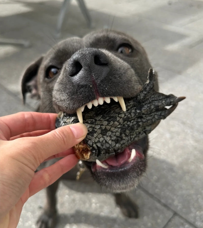 Crocodile Feet Chews 
