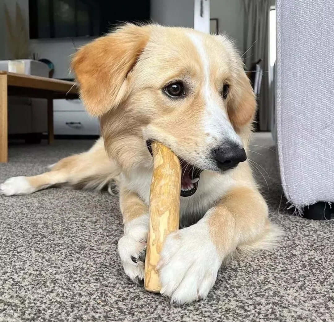 Dog Chewing coffee Wood Dental Chew