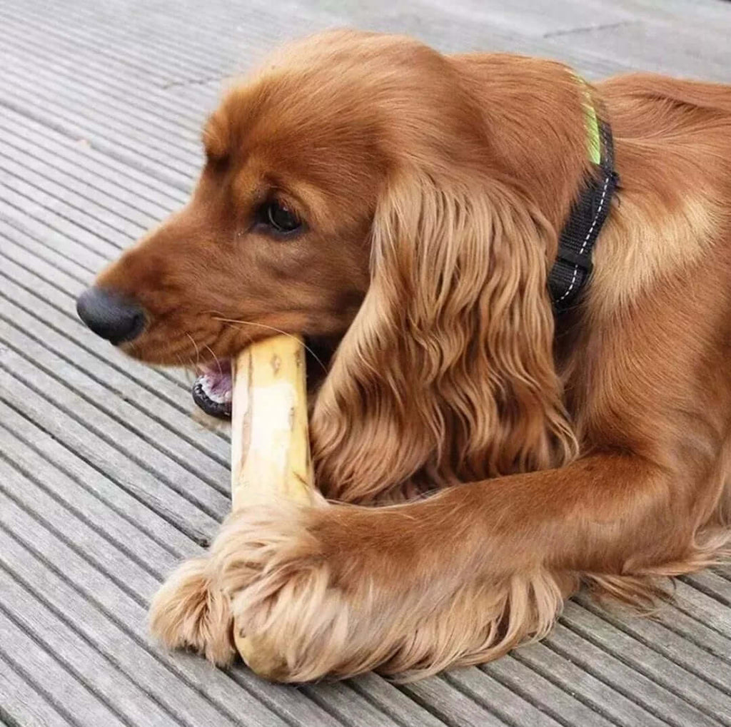 Dog Chewing Coffee Wood Dental Chew
