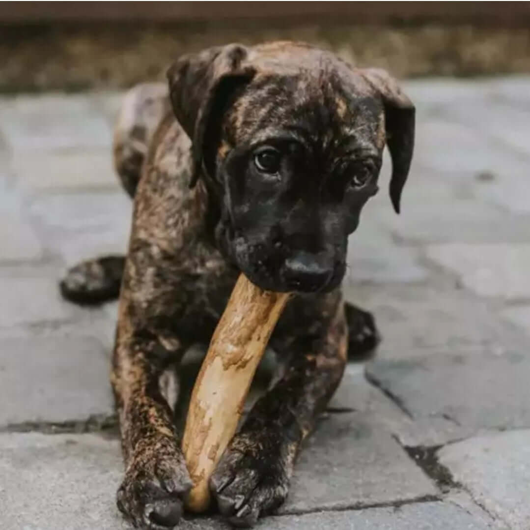 Dog Coffee Wood Dental Chew 