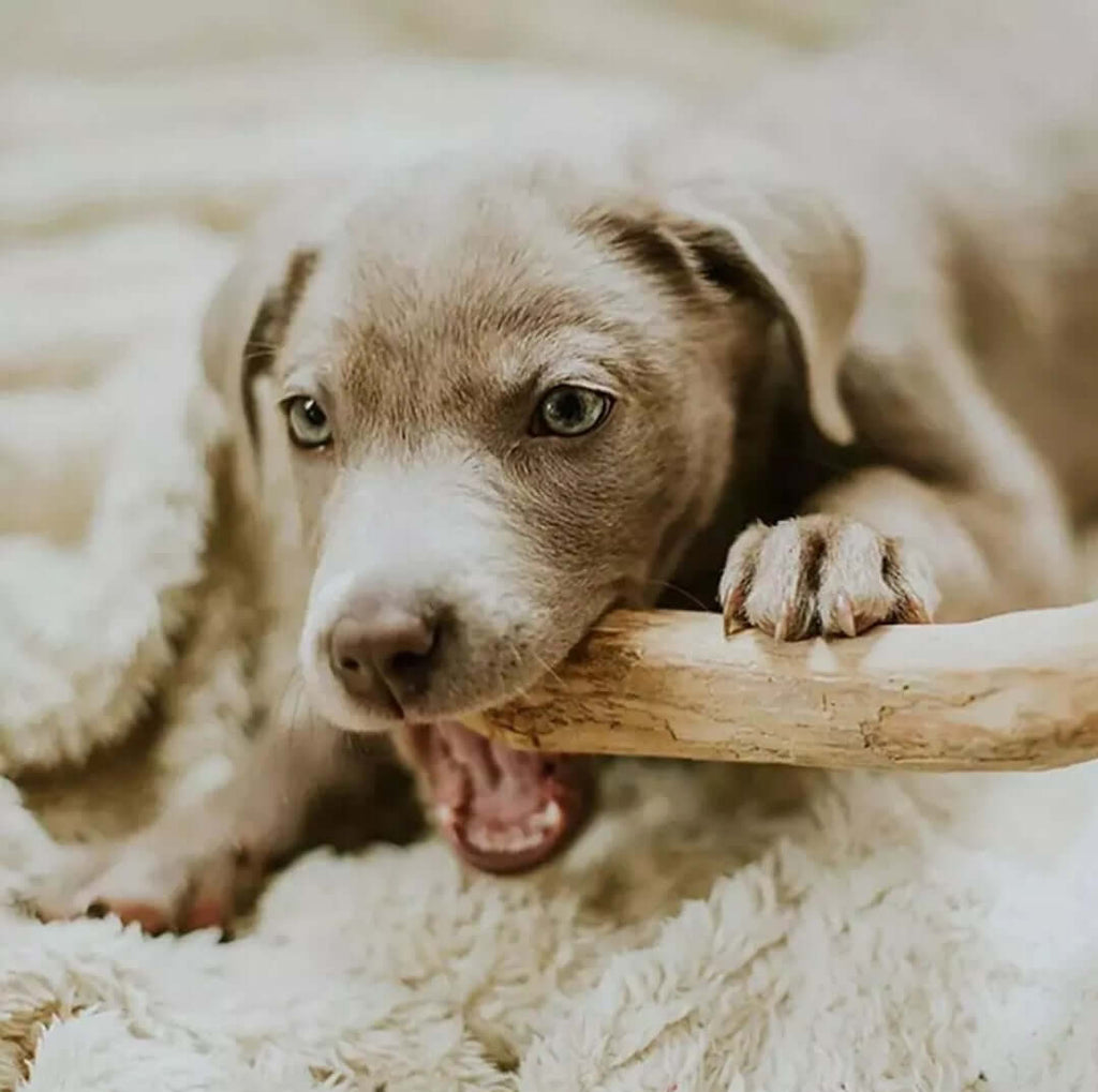 Dog chewing on coffee wood