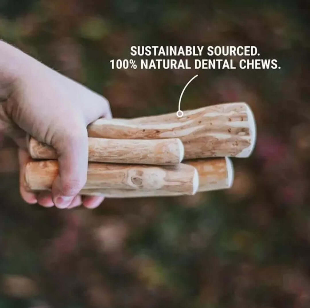 Dog Chewing Coffee Wood Dental Chew