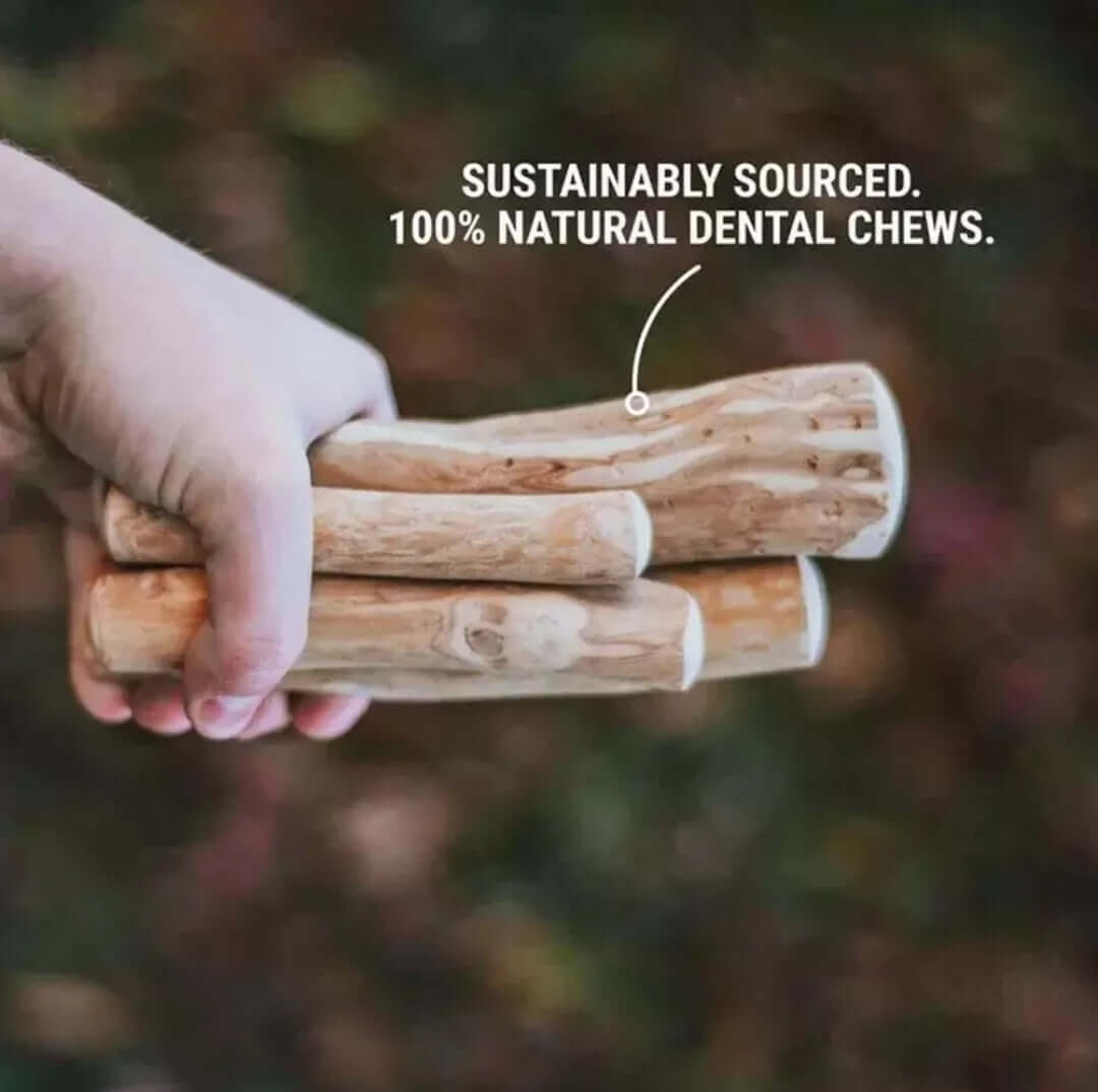 Dog Chewing Coffee Wood Dental Chew