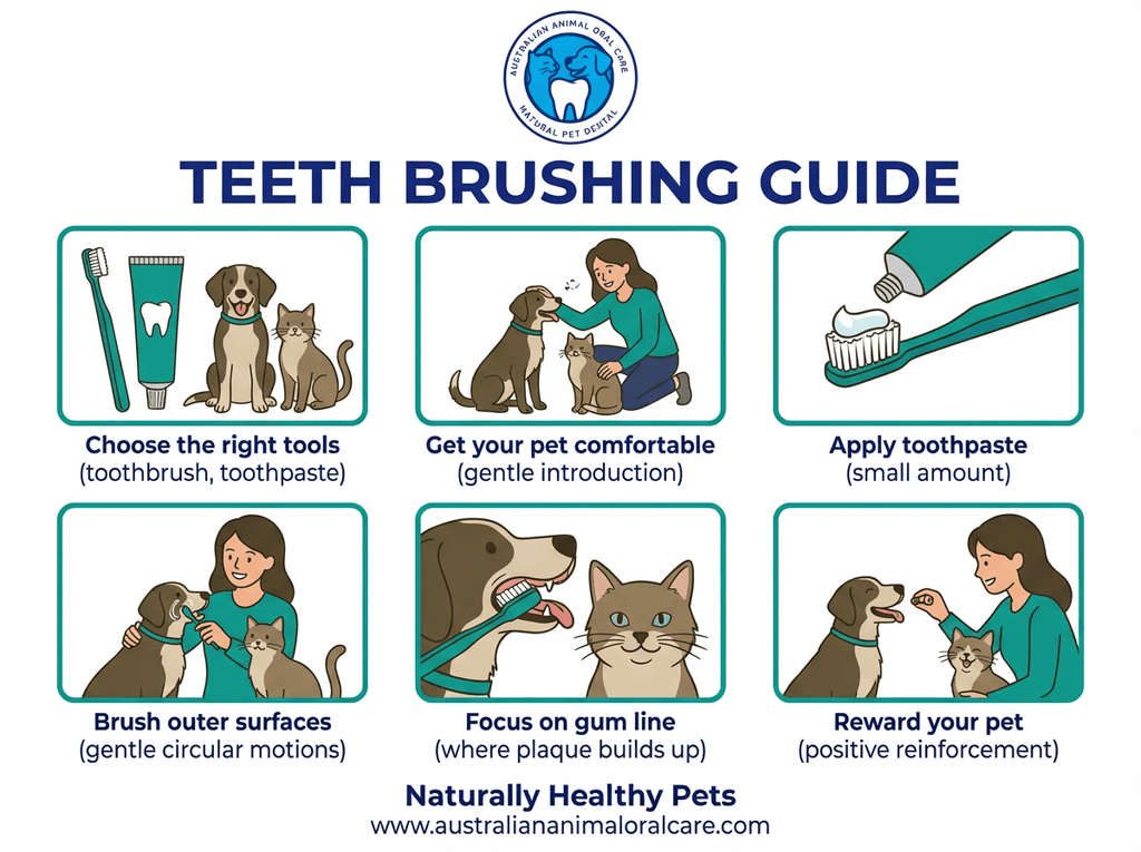 How to Brush your pets teeth