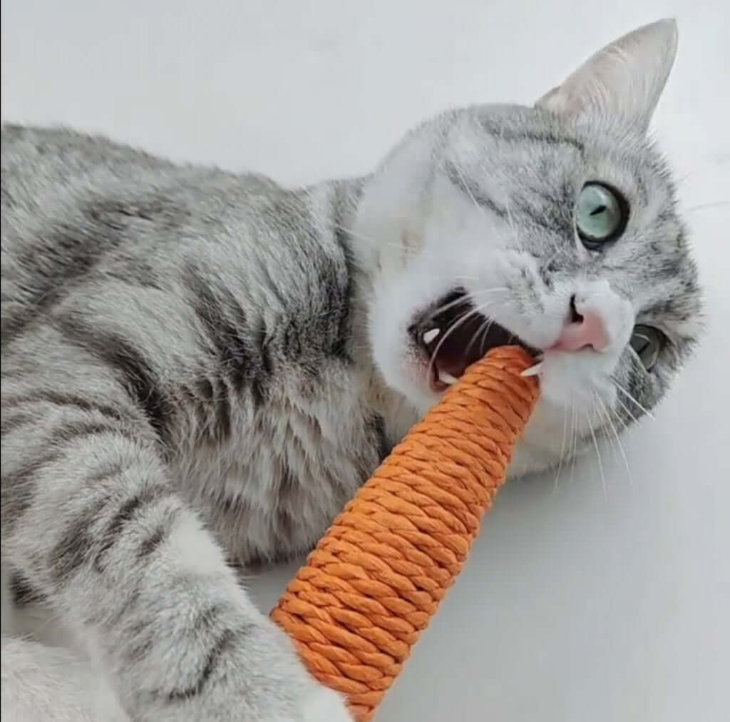 Cat Carrot Dental chew