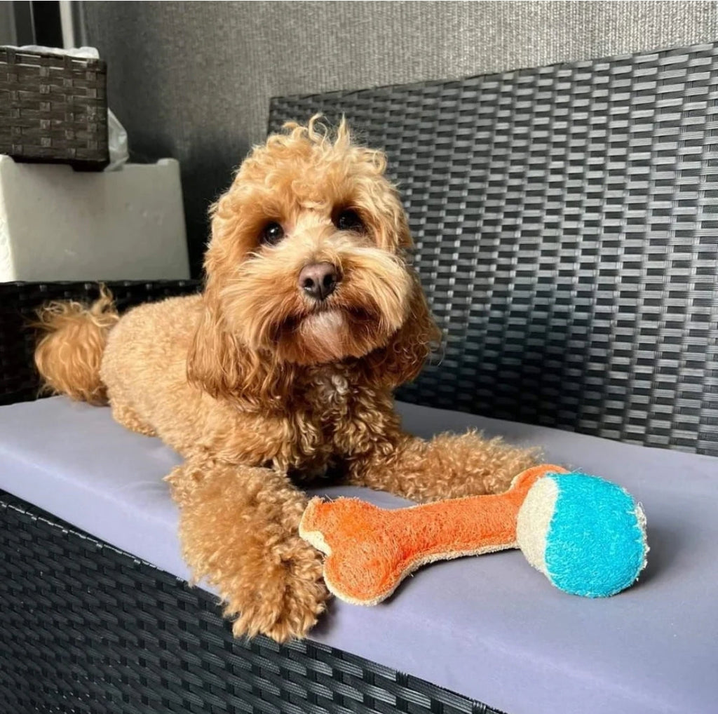 Dental Bone Toy - Loofah Medium