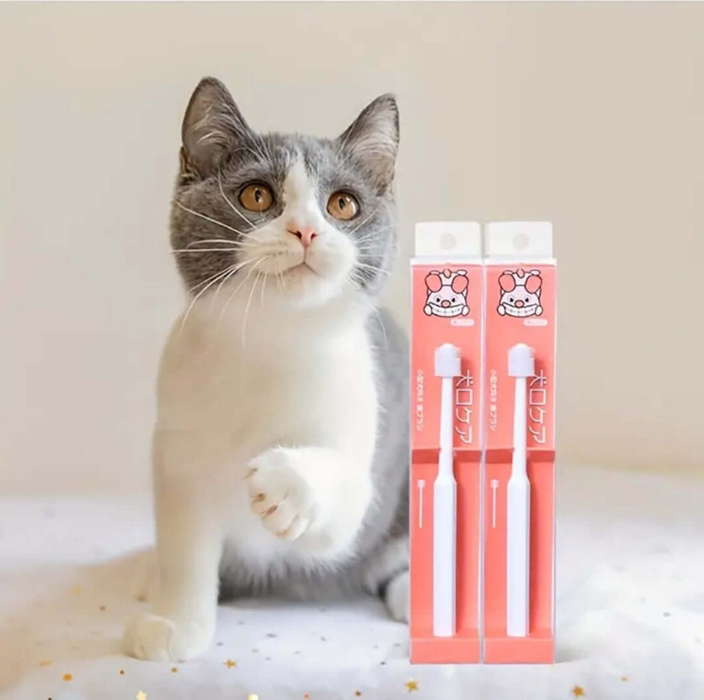 Cat Dental Pack
