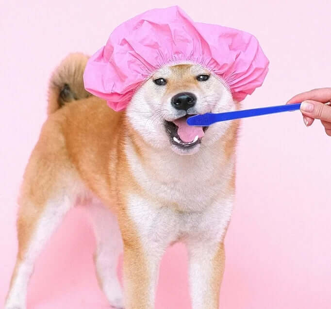 Dog with dual ended toothpaste 