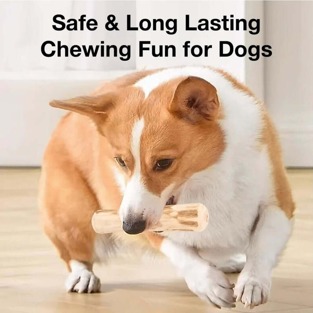 Coffee Wood Dental Chew